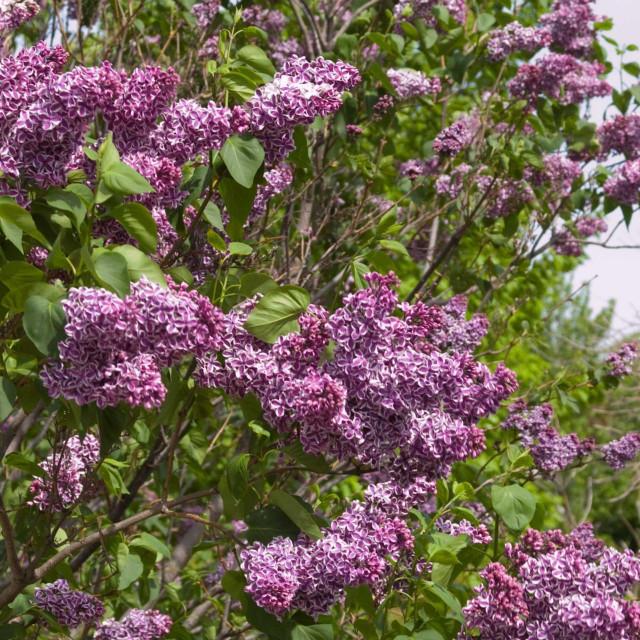 Photo of Common Lilac (Syringa vulgaris 'Sensation') uploaded by Joy