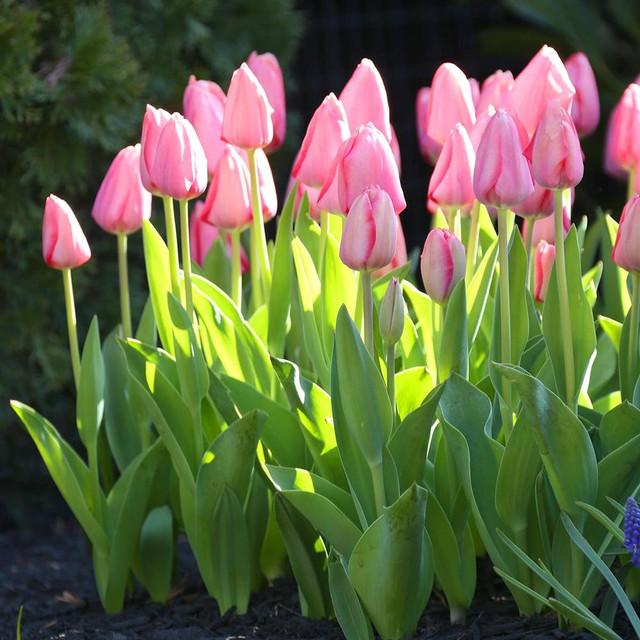 Photo of Tulip (Tulipa 'Mystic van Eijk') uploaded by Joy