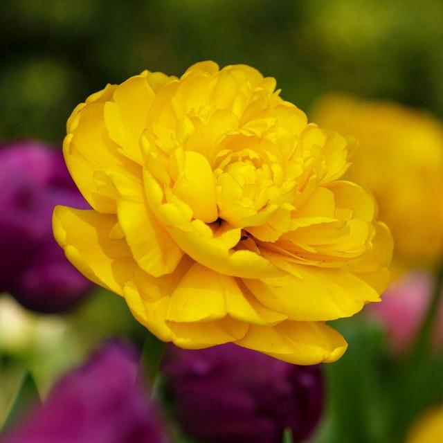 Photo of Double Late Tulip (Tulipa 'Yellow Pompenette') uploaded by Joy