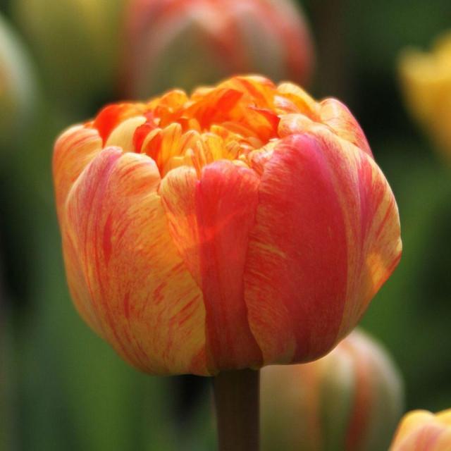 Photo of Double Late Tulip (Tulipa 'Sun Lover') uploaded by Joy