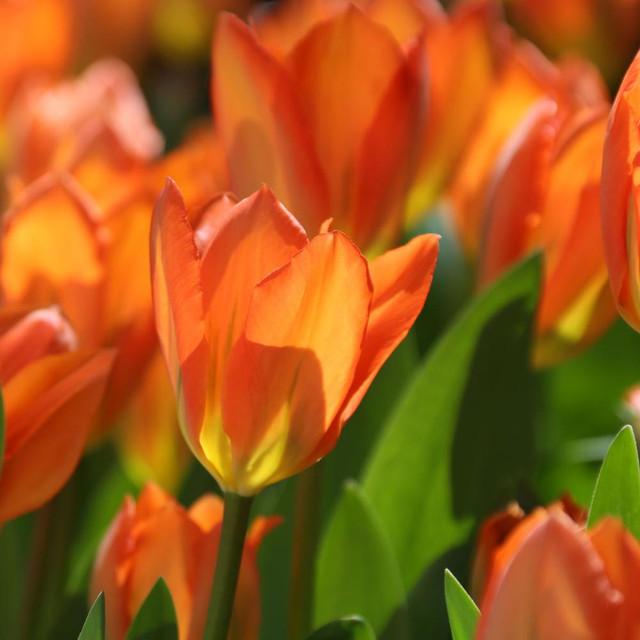 Photo of Fosteriana Tulip (Tulipa 'Orange Emperor') uploaded by Joy