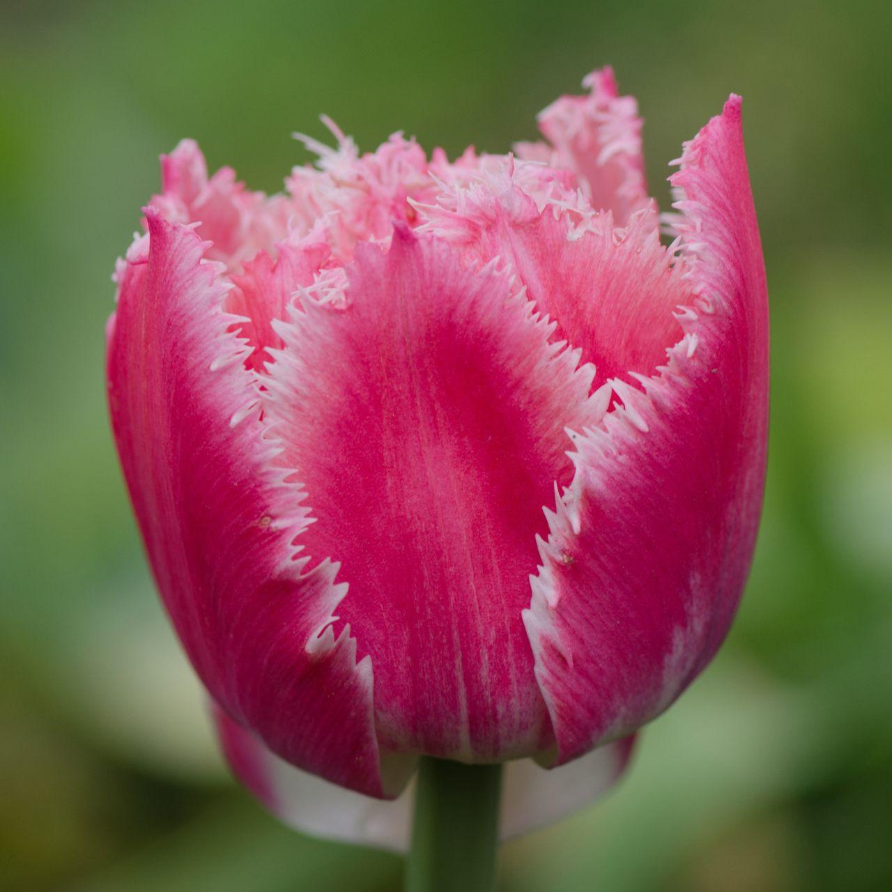 Photo of Fringed Tulip (Tulipa 'Queensland') uploaded by Joy