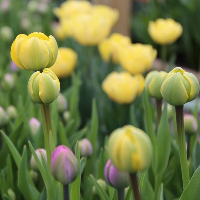 Photo of Double Late Tulip (Tulipa 'Yellow Pompenette') uploaded by Joy