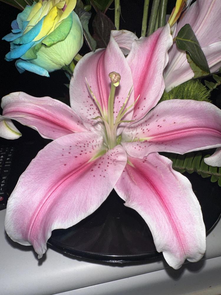 Photo of Lilies (Lilium) uploaded by Locxztero515