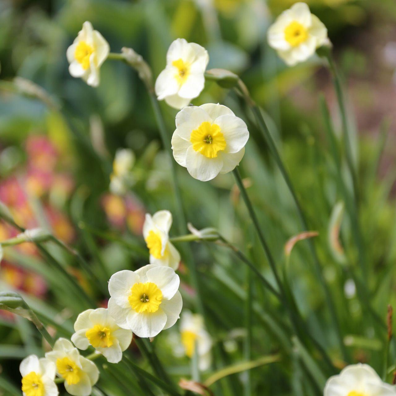 Photo of Jonquilla Daffodil (Narcissus 'Sun Disc') uploaded by Joy