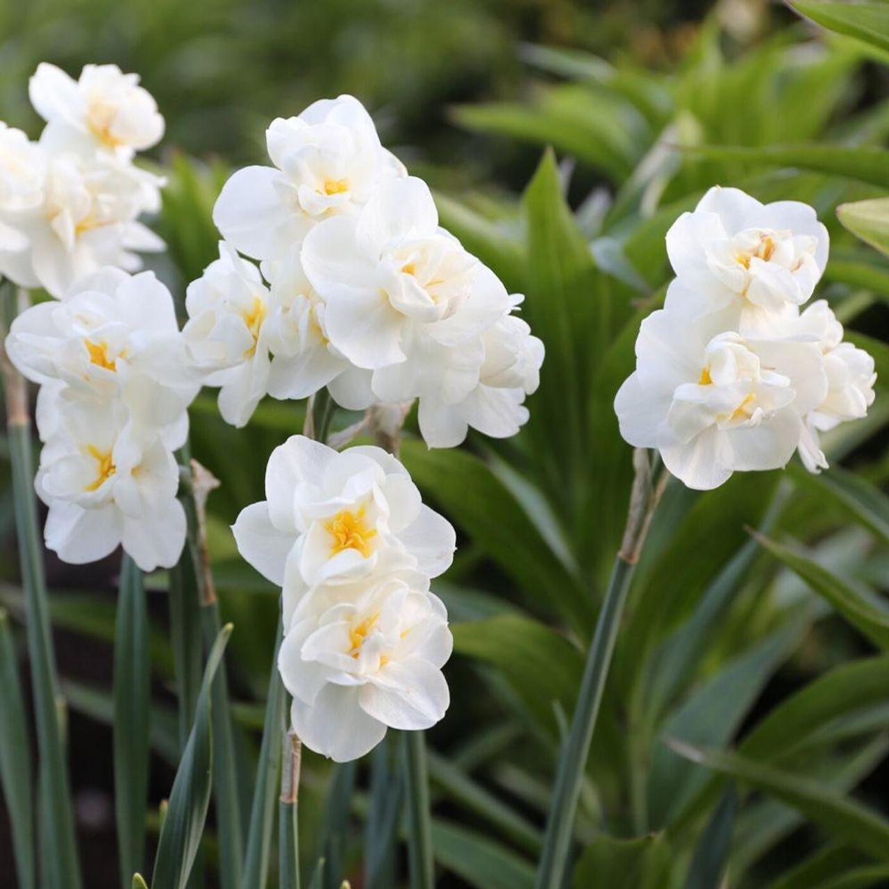 Photo of Double Daffodil (Narcissus 'Cheerfulness') uploaded by Joy