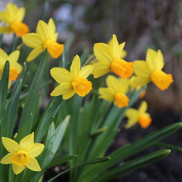 Photo of Cyclamineus Daffodil (Narcissus 'Jetfire') uploaded by Joy