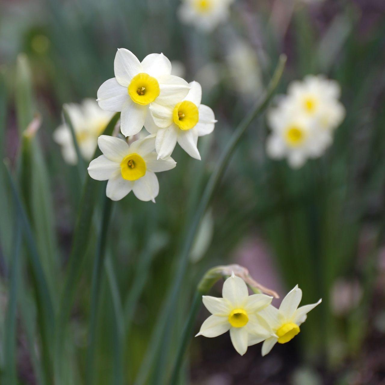 Photo of Tazetta Daffodil (Narcissus 'Minnow') uploaded by Joy