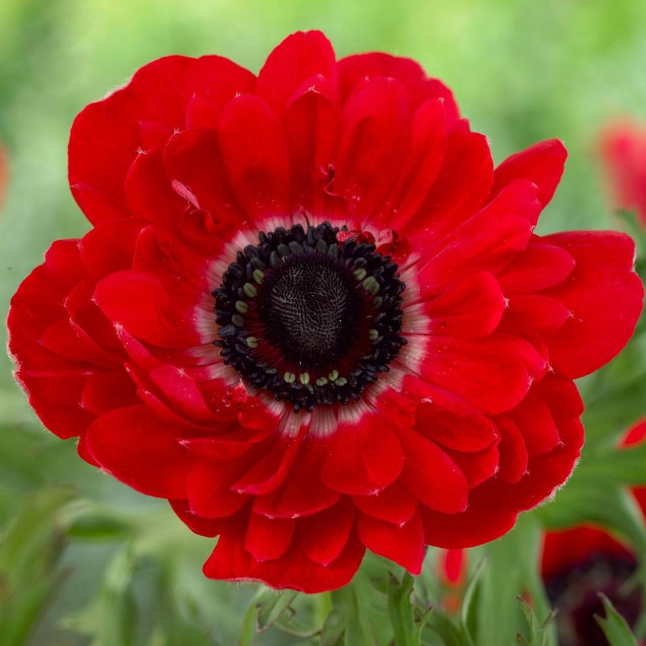 Photo of Poppy Anemone (Anemone coronaria 'The Governor') uploaded by Joy