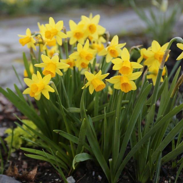Photo of Daffodil (Narcissus 'Tete-a-Tete') uploaded by Joy