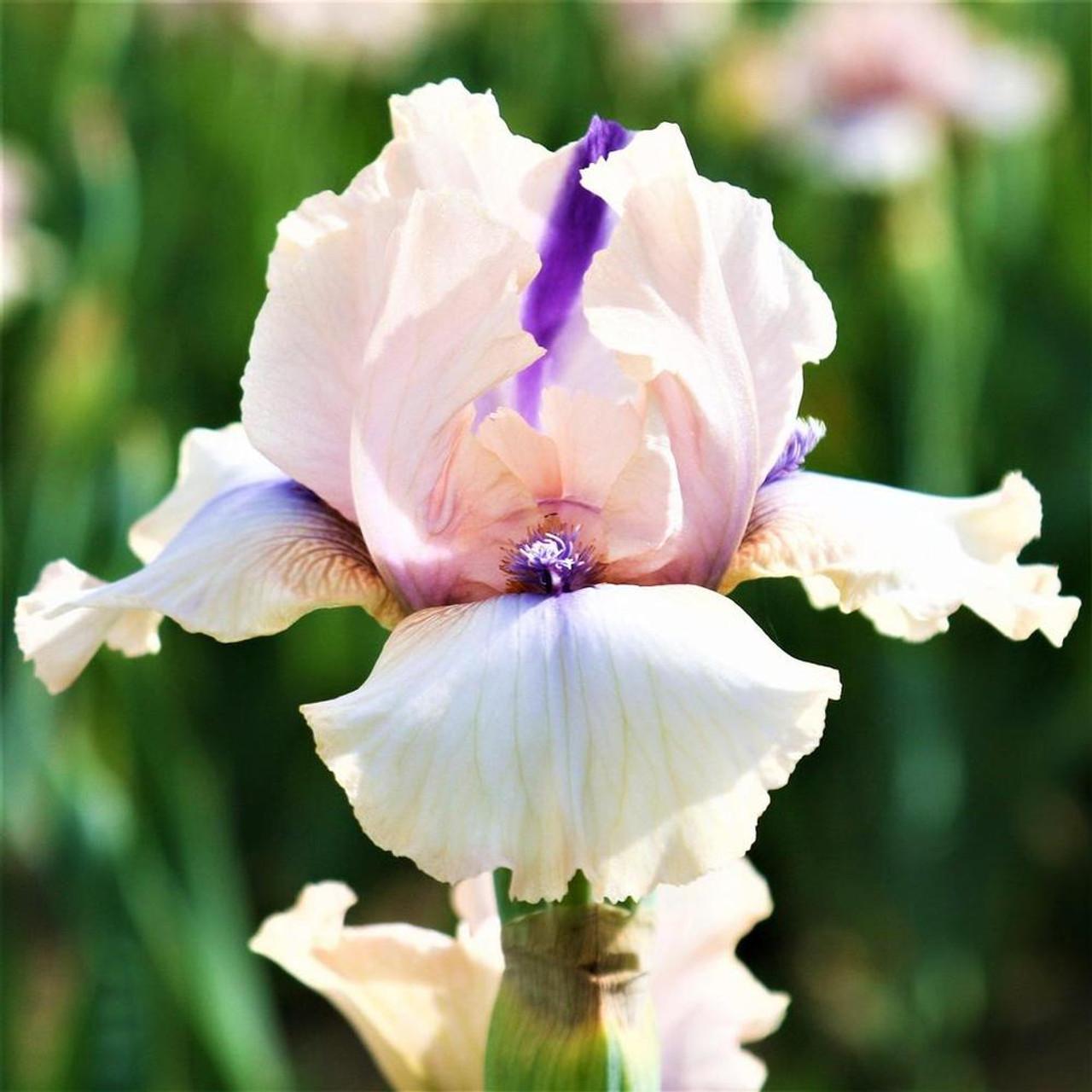 Photo of Intermediate Bearded Iris (Iris 'Concertina') uploaded by Joy