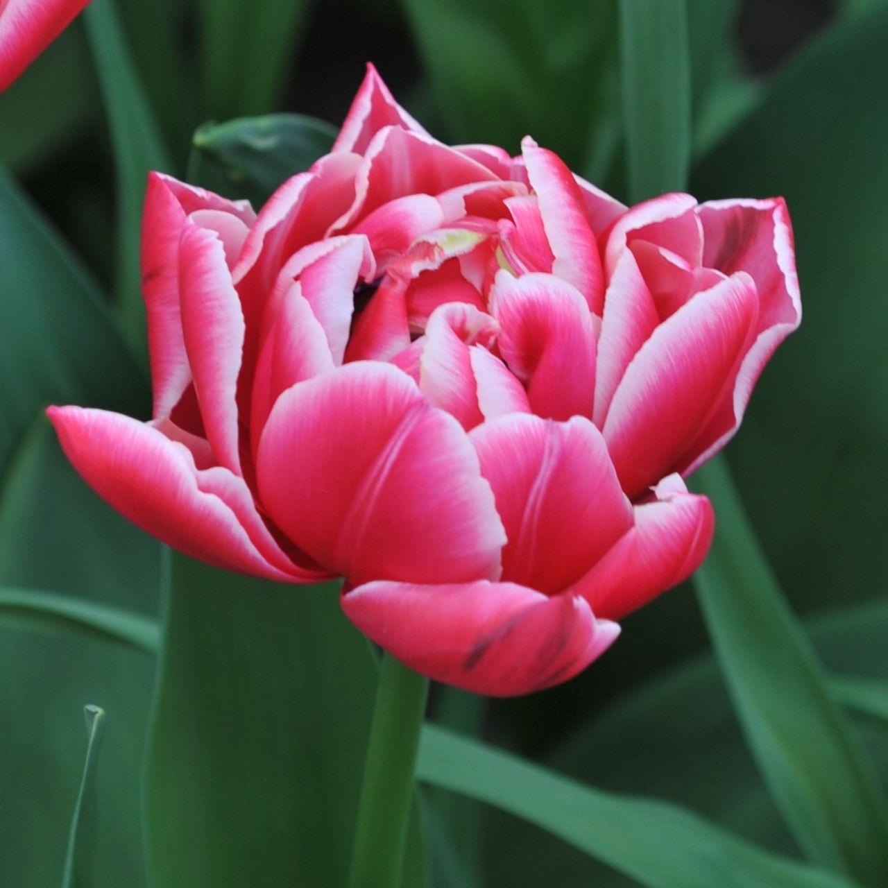 Photo of Tulip (Tulipa 'Columbus') uploaded by Joy