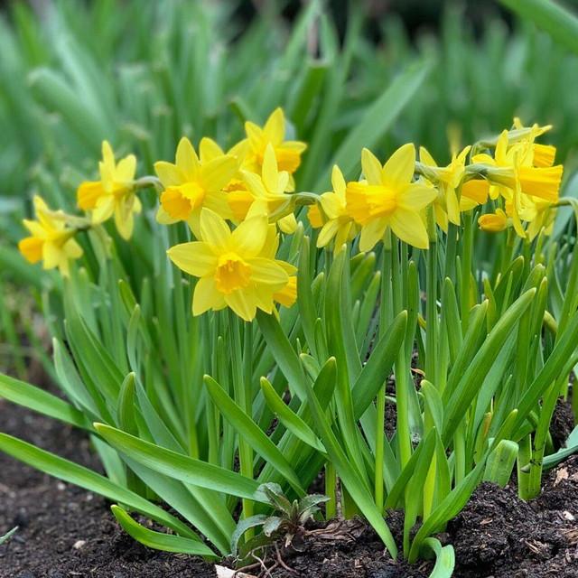 Photo of Daffodil (Narcissus 'Tete-a-Tete') uploaded by Joy