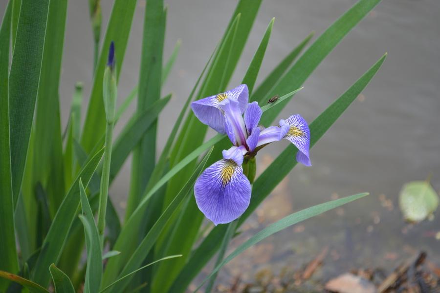 Photo of Species Iris (Iris virginica) uploaded by jathton