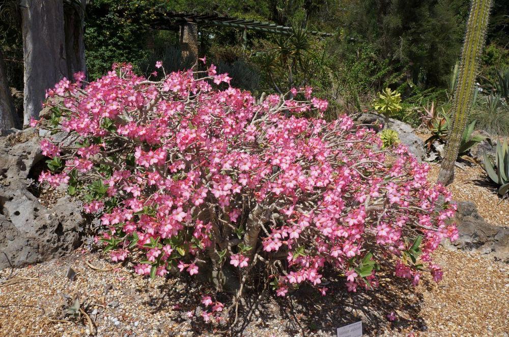 Photo of Desert Rose (Adenium obesum subsp. obesum) uploaded by skylark
