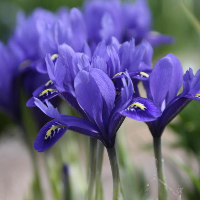 Photo of Reticulated Iris (Iris reticulata 'Harmony.') uploaded by Joy