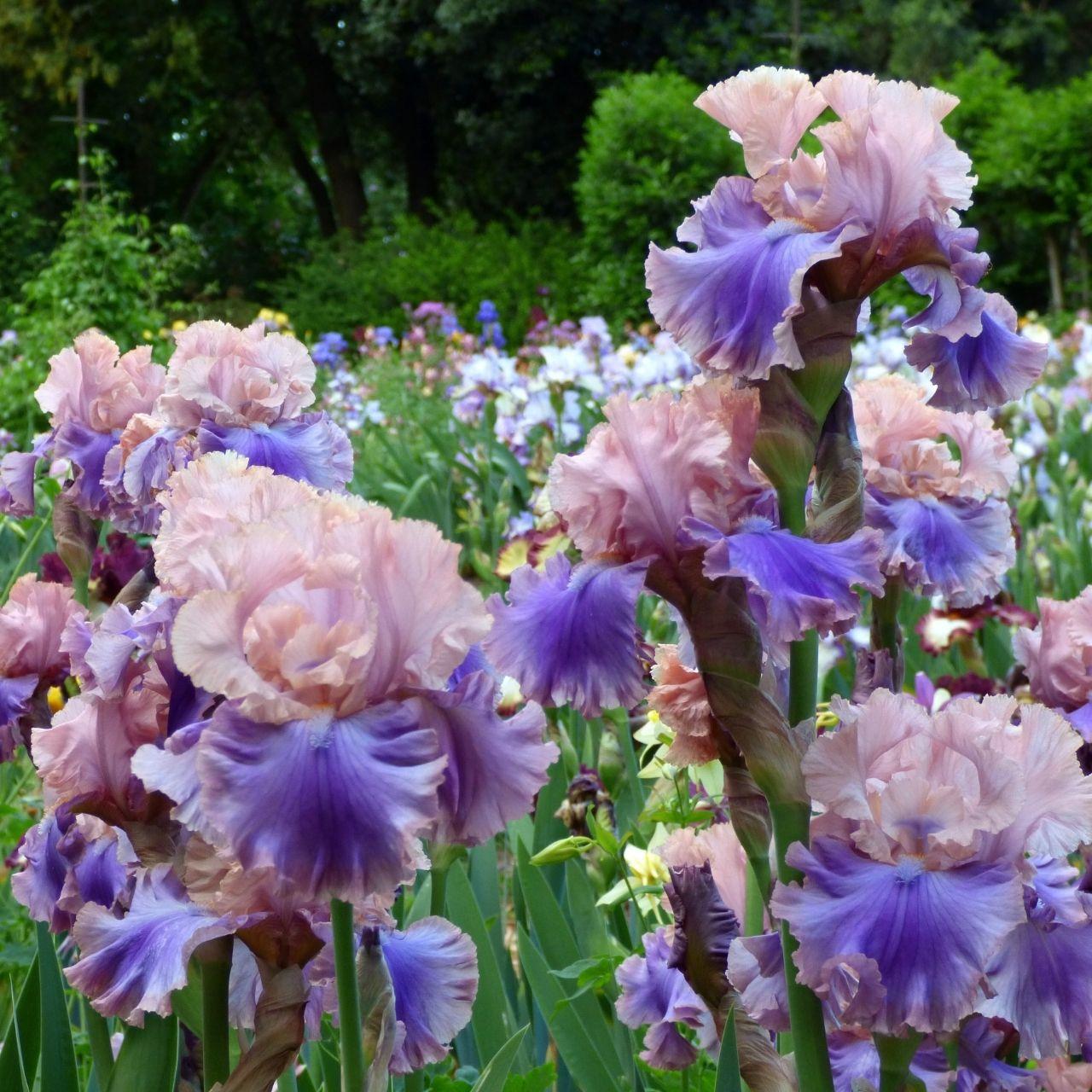 Photo of Tall Bearded Iris (Iris 'Florentine Silk') uploaded by Joy