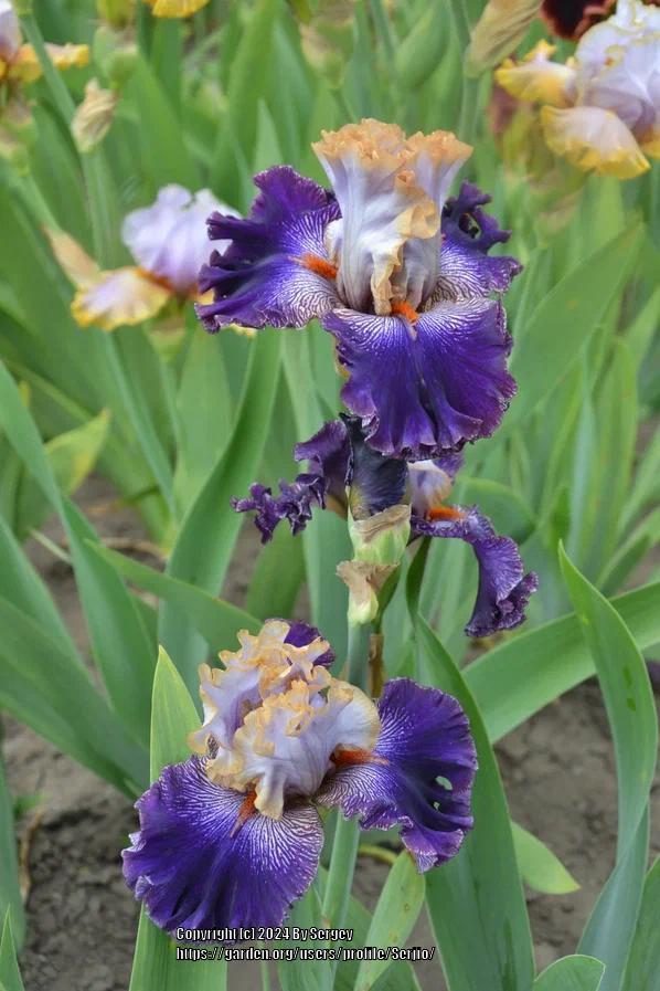 Photo of Tall Bearded Iris (Iris 'Bratislavan Prince') uploaded by Serjio