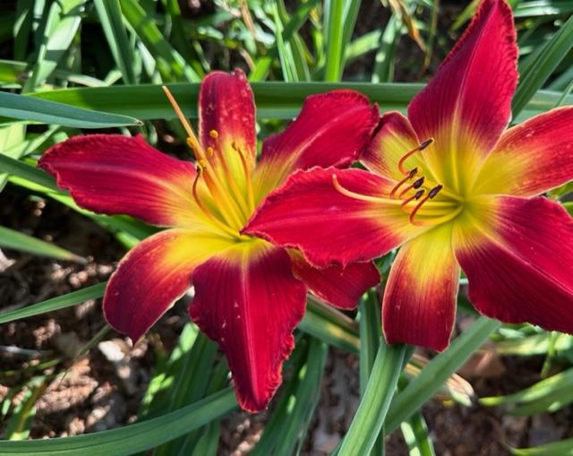 Photo of Daylily (Hemerocallis 'All American Chief') uploaded by jkporter