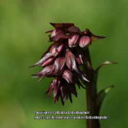 Location: Howick Hall gardens, Northumberland, England UK 
Date: 2016-06-05
Lilium martagon