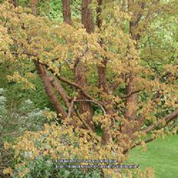 Location: Howick Hall gardens, Northumberland, England UK 
Date: 4000-01-22
Acer griseum