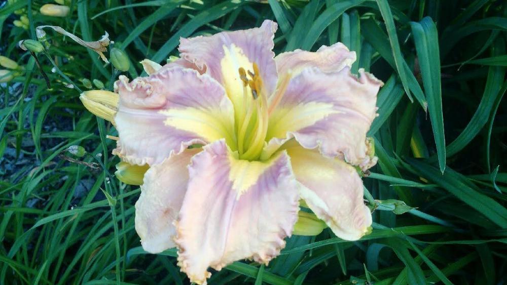 Photo of Daylily (Hemerocallis 'Lighter than Air') uploaded by Hazelcrestmikeb