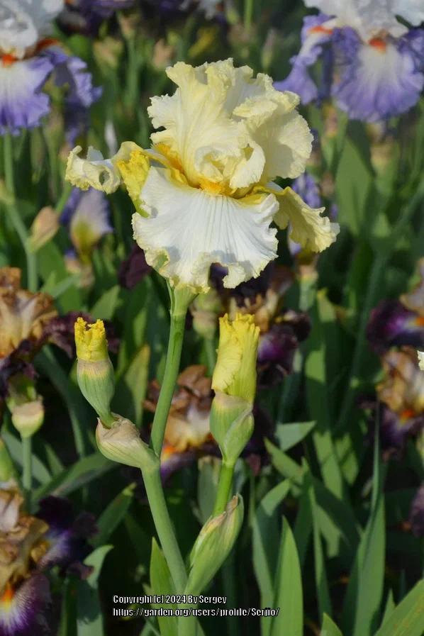 Photo of Tall Bearded Iris (Iris 'Material Girl') uploaded by Serjio