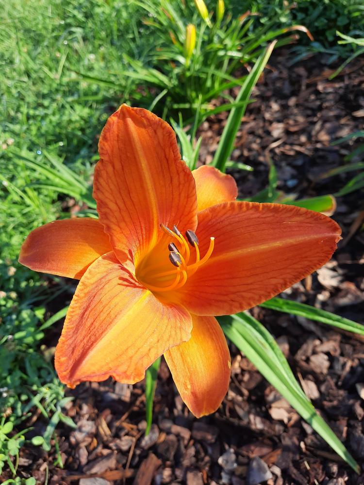 Photo of Daylily (Hemerocallis 'Orange Vols') uploaded by lllee386