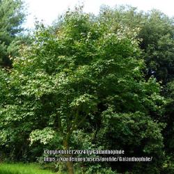 Location: Howick Hall gardens, Northumberland, England UK 
Date: 2020-08-07
Acer campbellii