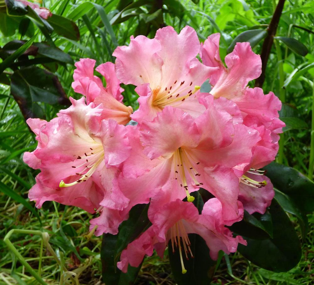 Photo of Rhododendron 'Naselle' uploaded by KGFerg
