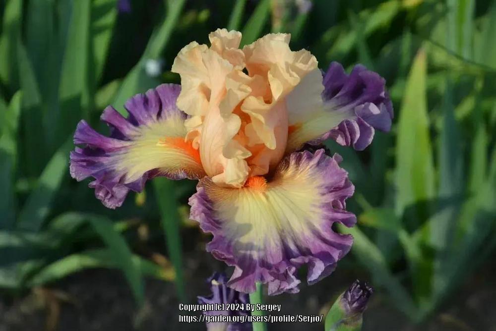 Photo of Tall Bearded Iris (Iris 'Celebratory') uploaded by Serjio