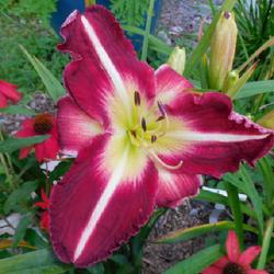 Location: Eagle Bay, New York
Date: 2023-08-29
Daylily (Hemerocallis 'Eviction Notice'), blooms more pink in mor