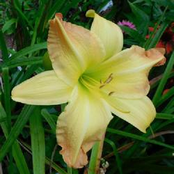 Location: Eagle Bay, New York
Date: 2023-08-29
Daylily (Hemerocallis 'Substantial Evidence') up close