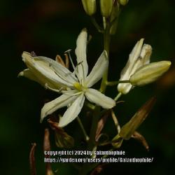 Location: Howick Hall gardens, Northumberland, England UK 
Date: 2022-06-09
Camassia leichtlinii 'Alba'