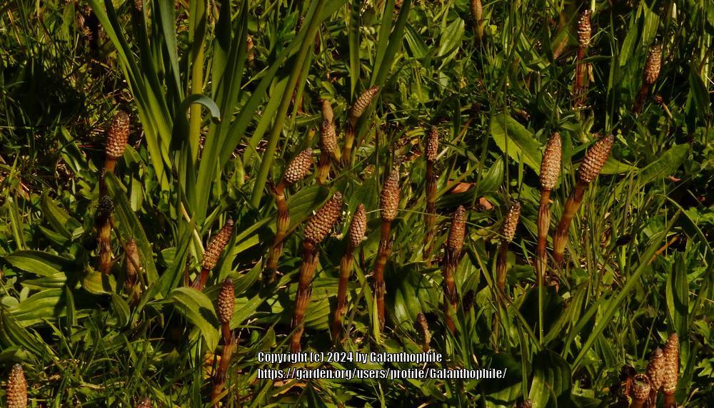 Photo of Field Horsetail (Equisetum arvense) uploaded by Galanthophile