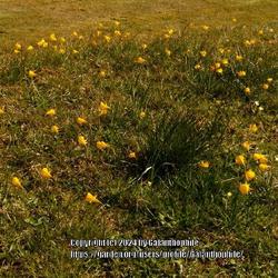Location: Howick Hall gardens, Northumberland, England UK 
Date: 2021-04-14
Narcissus bulbocodium