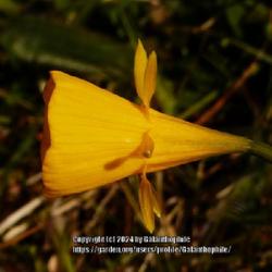 Location: Howick Hall gardens, Northumberland, England UK 
Date: 2021-04-14
Narcissus bulbocodium