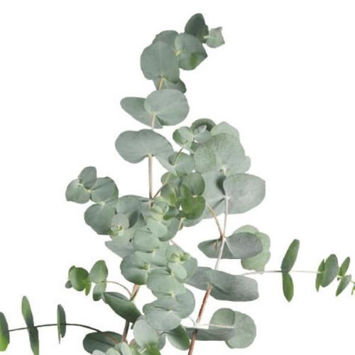 Photo of Florist Silver Dollar (Eucalyptus pulverulenta 'Baby Blue') uploaded by Joy