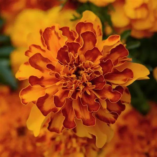 Photo of French Marigold (Tagetes erecta 'Bonanza Bolero') uploaded by Joy