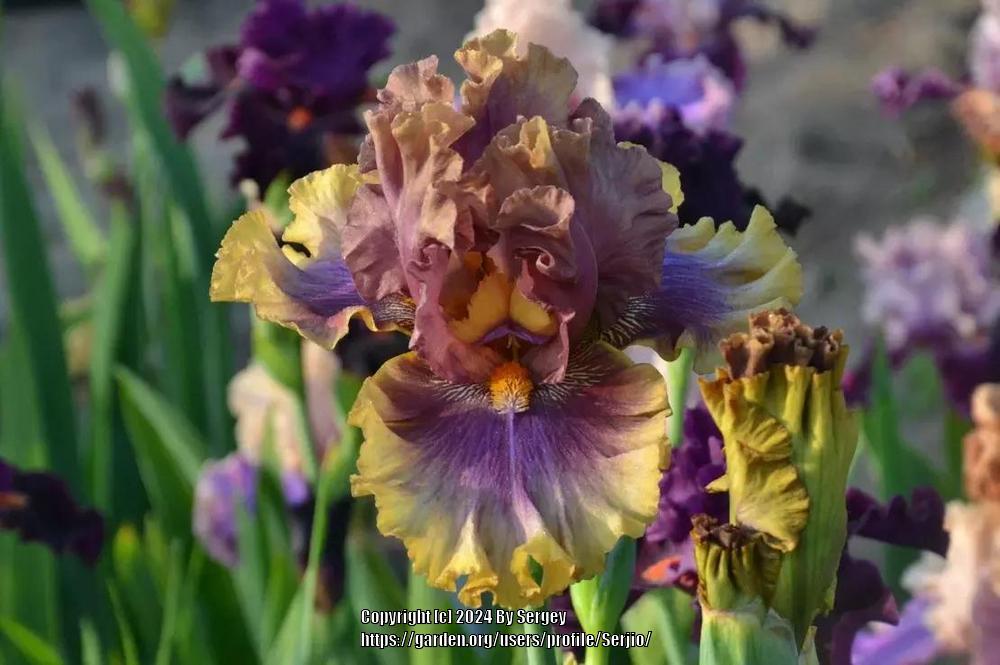 Photo of Tall Bearded Iris (Iris 'Big Band') uploaded by Serjio