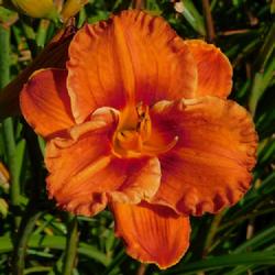 Location: Eagle Bay, New York
Date: 2023-09-03
Daylily (Hemerocallis 'Mighty Chestnut') in afternoon sun, never 