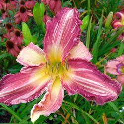 Location: Eagle Bay, New York
Date: 2023-09-10
Daylily (Hemerocallis 'Yankee Pinstripes') - started blooming 24 