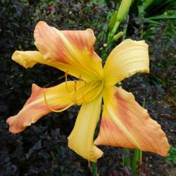 Location: Eagle Bay, New York
Date: 2023-09-10
Daylily (Hemerocallis 'Coburg Fright Wig'), still blooming in Sep
