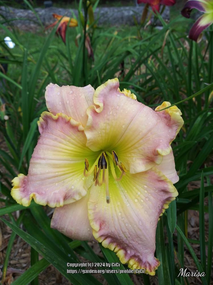 Photo of Daylily (Hemerocallis 'Compliment Magnet') uploaded by CiCi