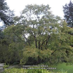 Location: Howick Hall gardens, Northumberland, England UK 
Date: 2012-10-13
Acer griseum
