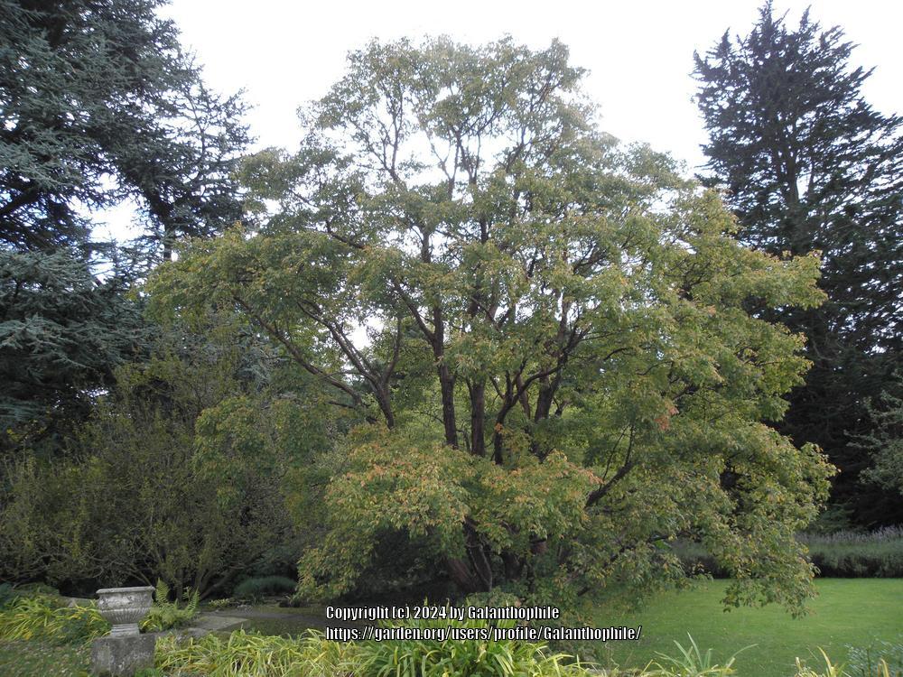 Photo of Paperbark Maple (Acer griseum) uploaded by Galanthophile