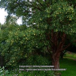 Location: Howick Hall gardens, Northumberland, England UK 
Date: 2023-08-08
Acer griseum