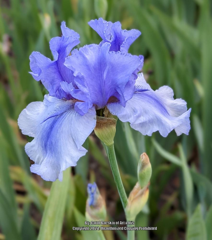 Photo of Tall Bearded Iris (Iris 'Bye Bye Blues') uploaded by Artsee1