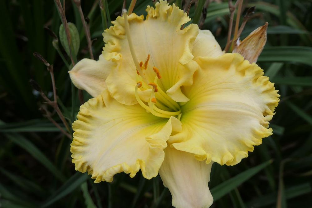 Photo of Daylily (Hemerocallis 'King's Golden Crown') uploaded by Caruso