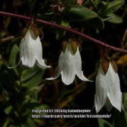 Location: Howick Hall gardens, Northumberland, England UK 
Date: 2020-07-09
Campanula alliariifolia